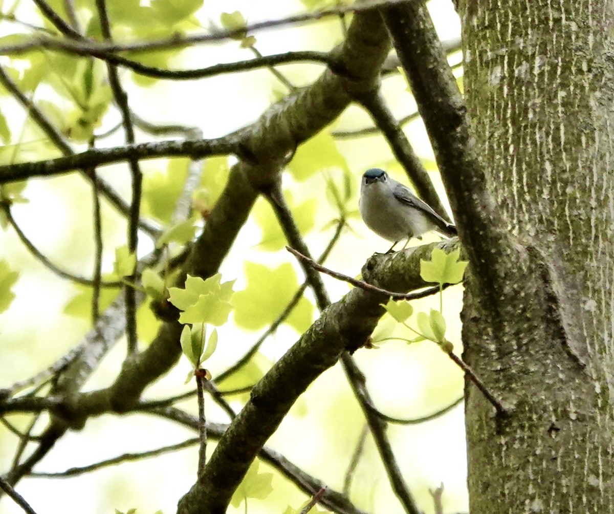 Blue-gray Gnatcatcher - ML638760566