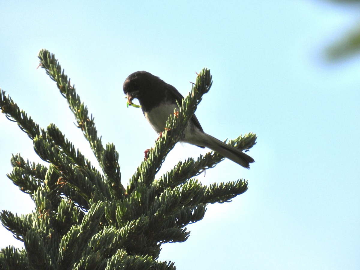 Dark-eyed Junco (Slate-colored) - ML638760567