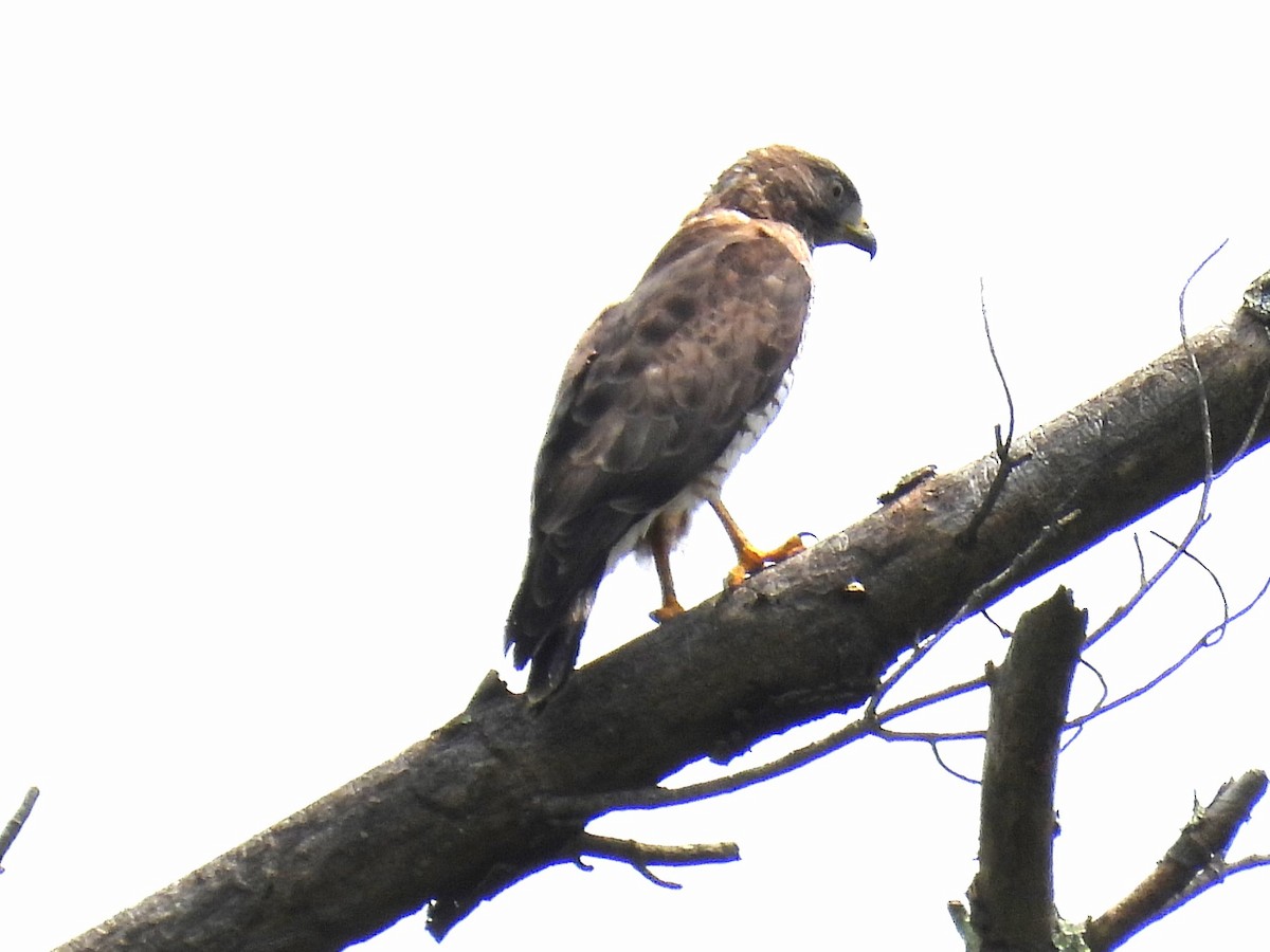 Broad-winged Hawk - ML638760569