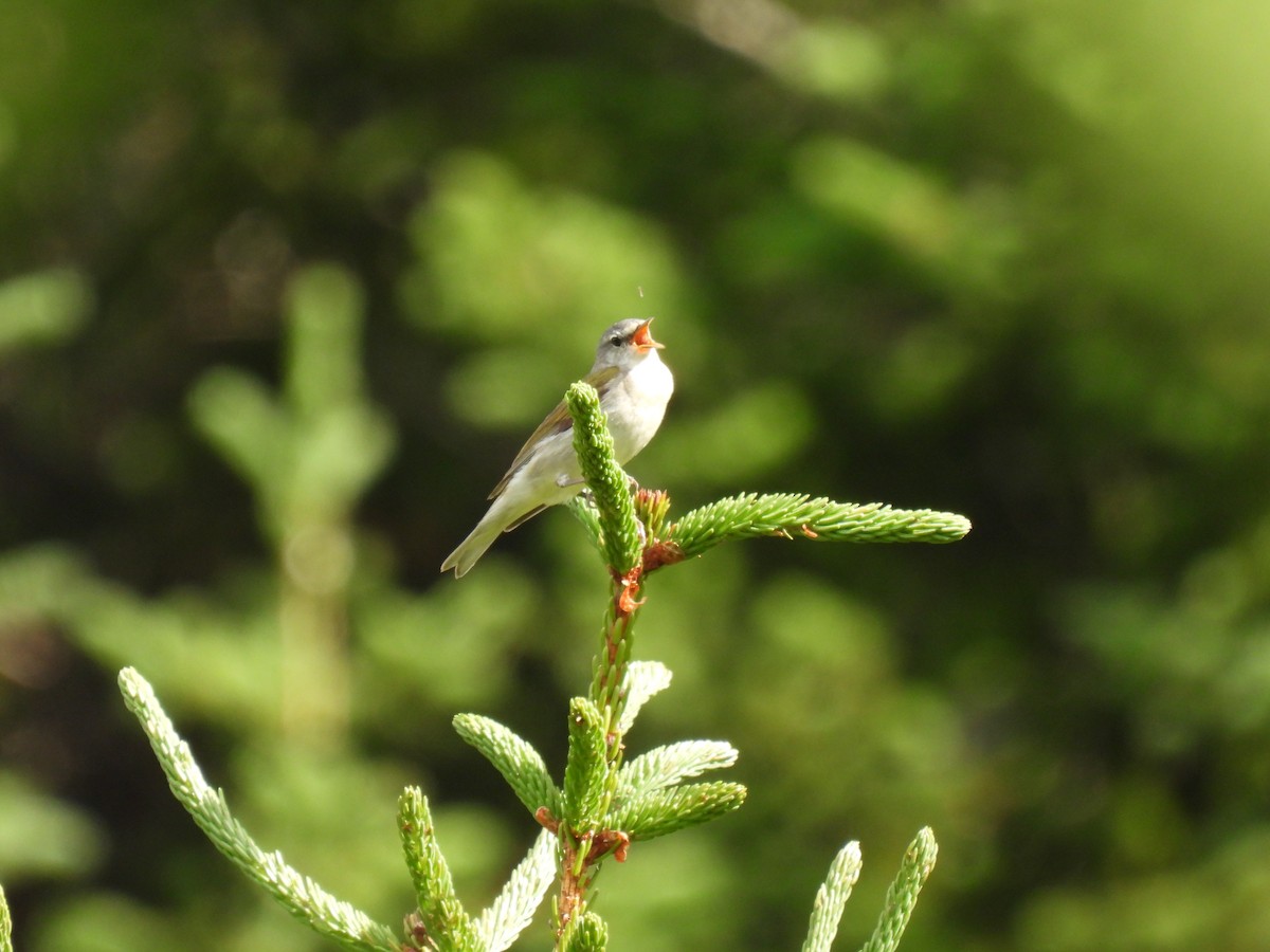 Tennessee Warbler - ML638760570