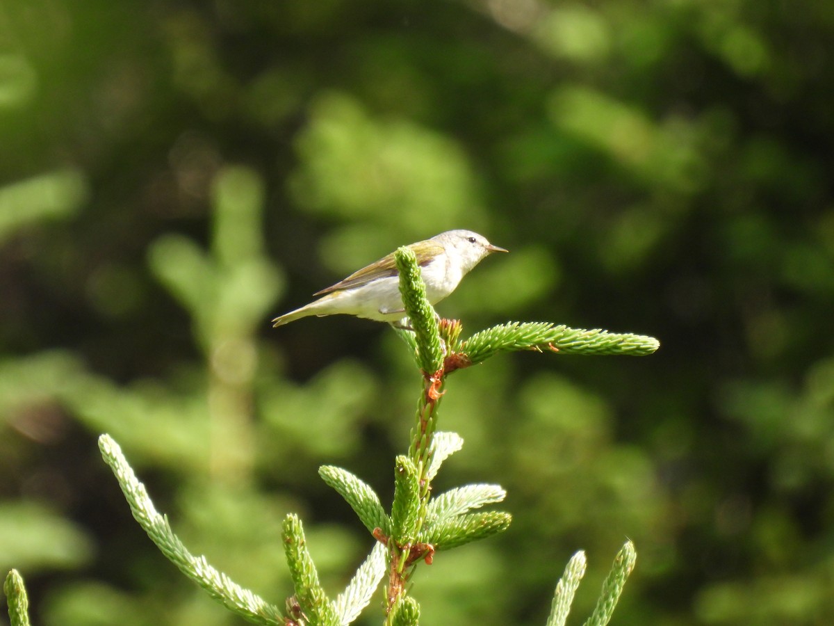 Tennessee Warbler - ML638760571