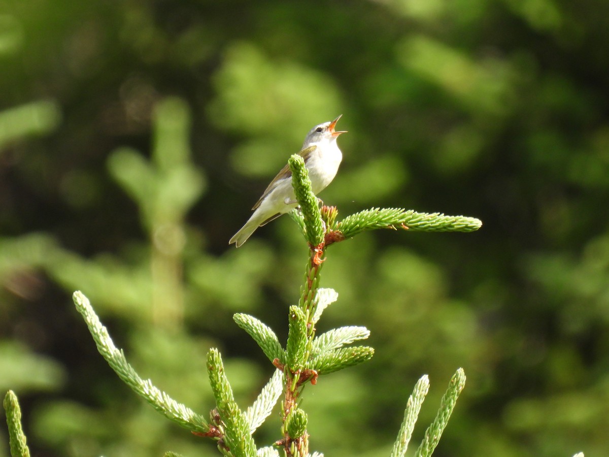 Tennessee Warbler - ML638760572