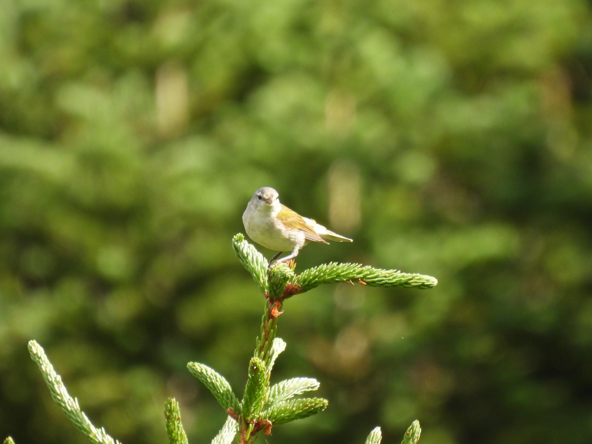 Tennessee Warbler - ML638760573