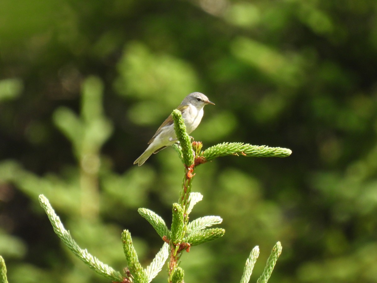 Tennessee Warbler - ML638760577