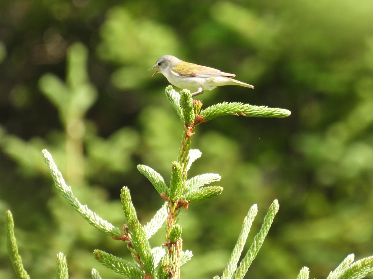 Tennessee Warbler - ML638760578