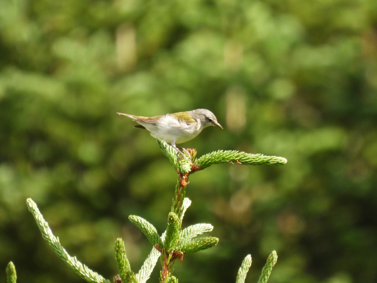Tennessee Warbler - ML638760579