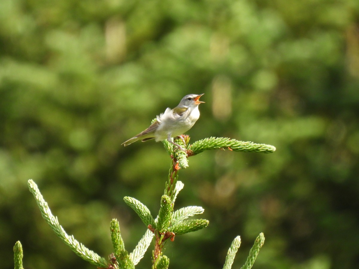 Tennessee Warbler - ML638760580