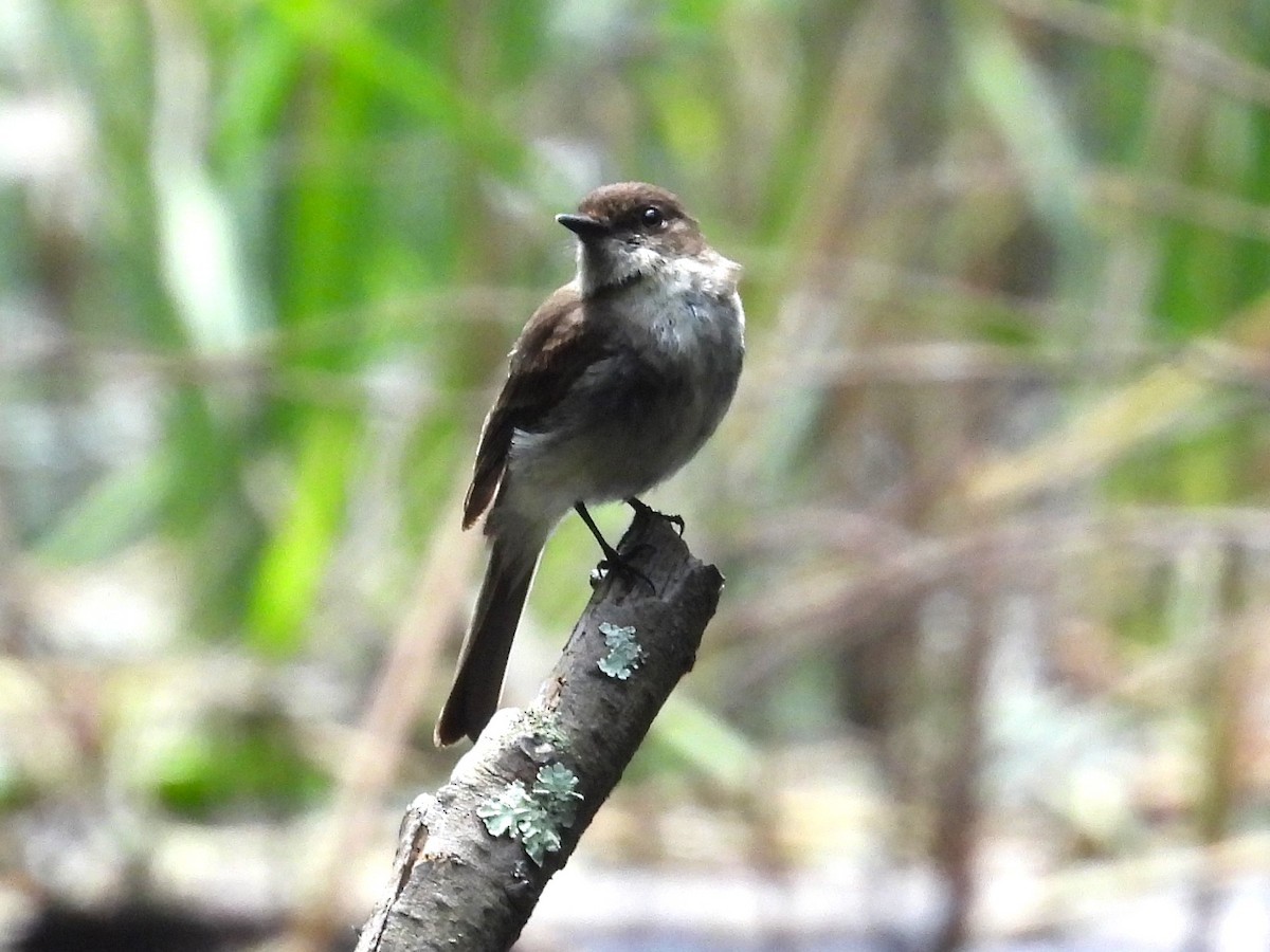 Eastern Phoebe - ML638760628