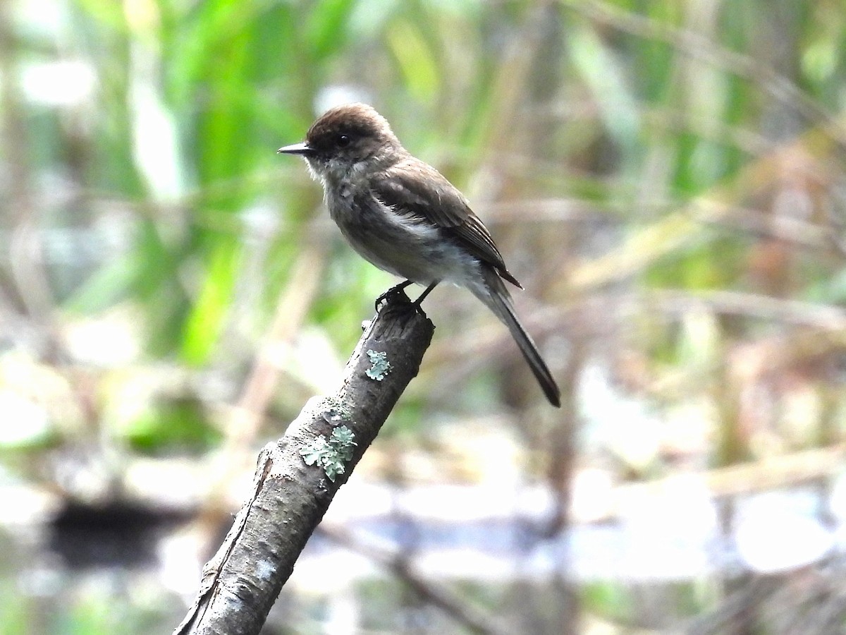 Eastern Phoebe - ML638760634