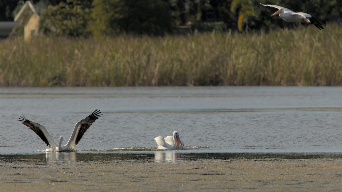 American White Pelican - ML638760654