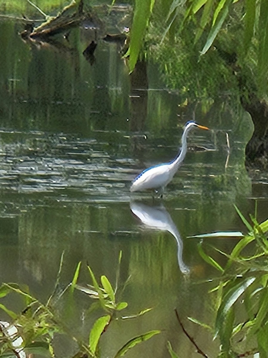 volavka bílá - ML638760673