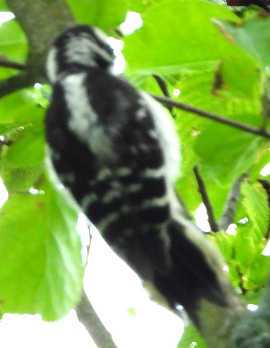 Downy Woodpecker - ML638760681