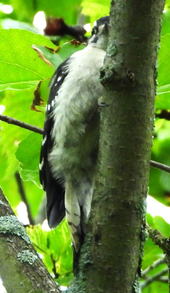 Downy Woodpecker - ML638760683