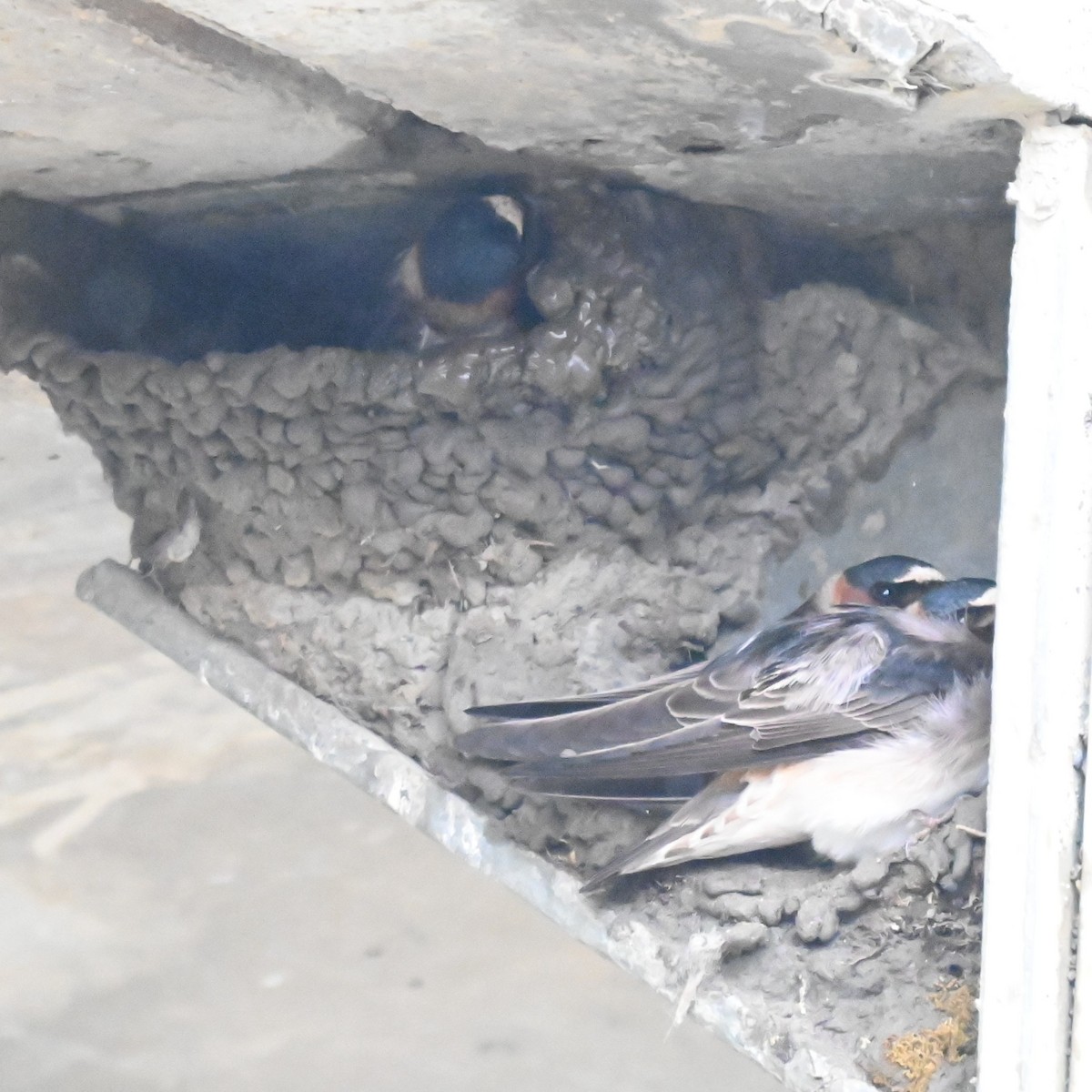 Cliff Swallow - ML638760722