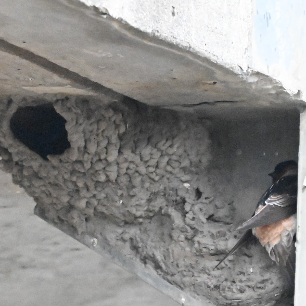 Cliff Swallow - ML638760723