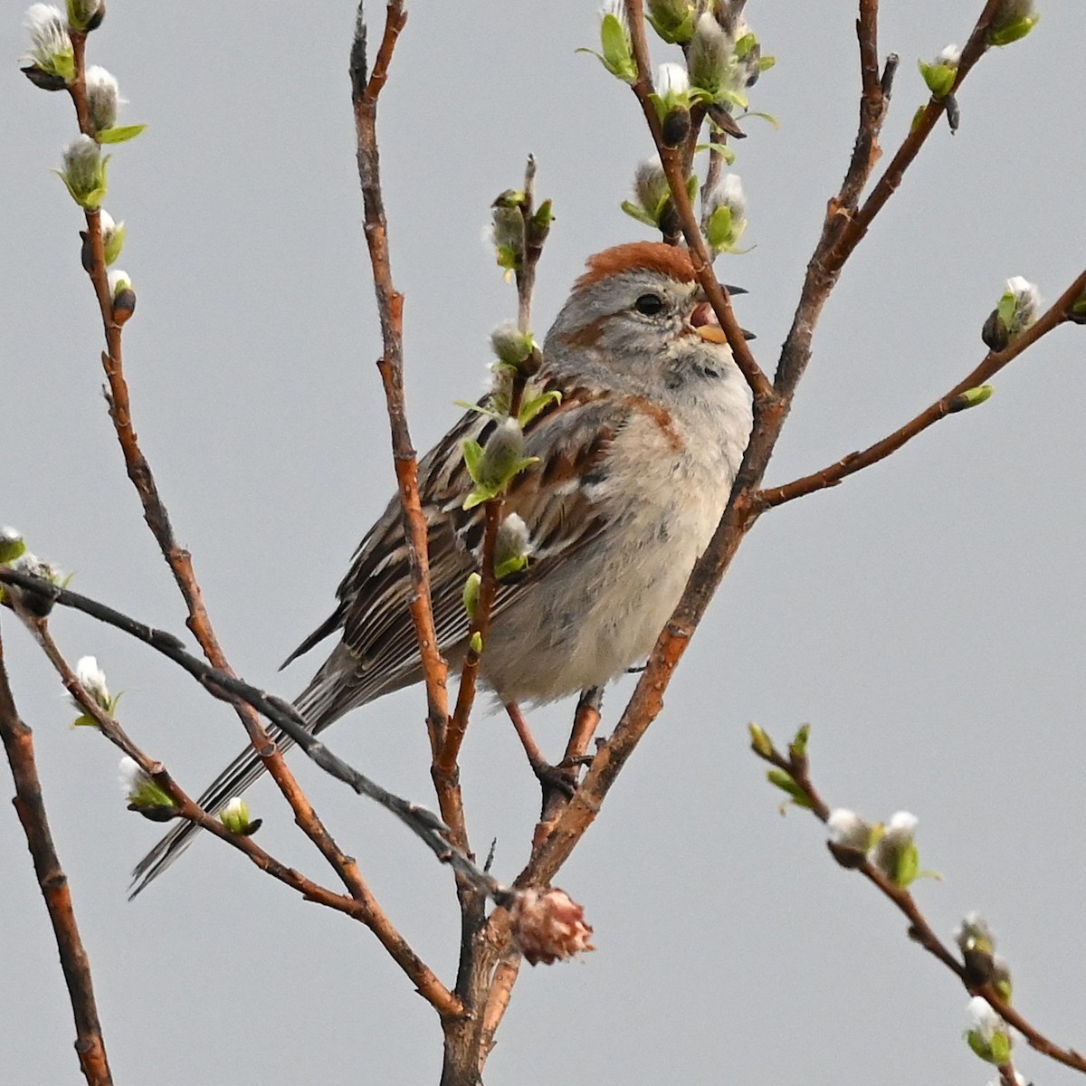 American Tree Sparrow - ML638760734