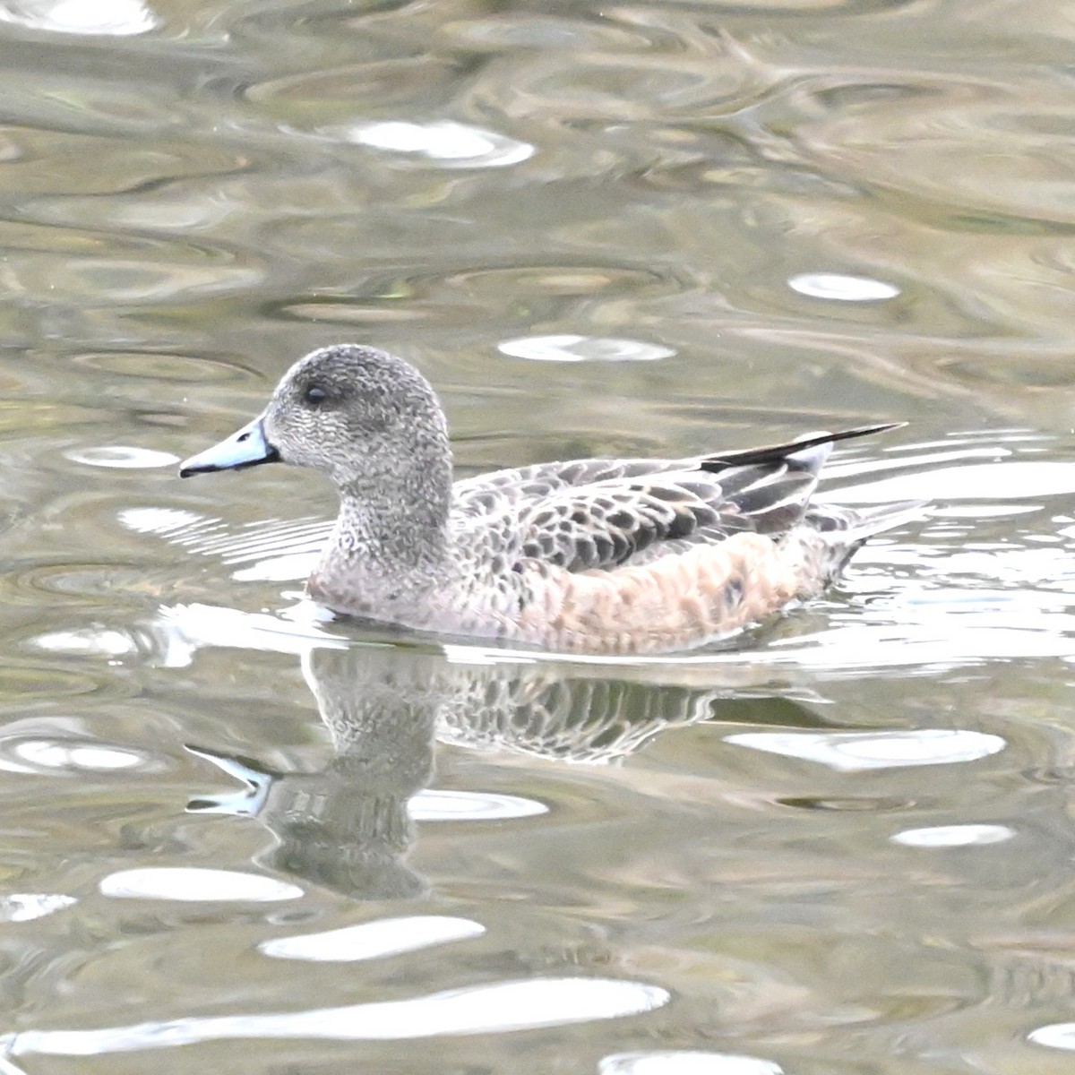 American Wigeon - ML638760780