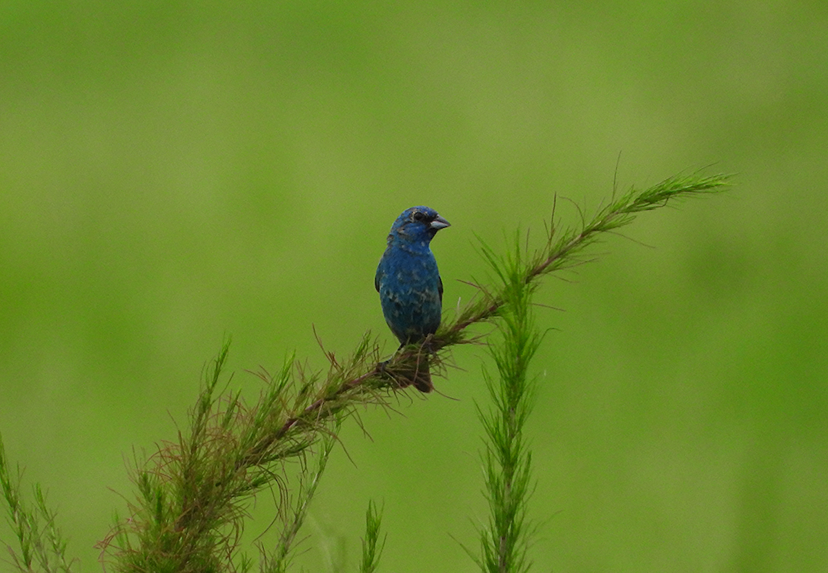 Indigo Bunting - ML638760781