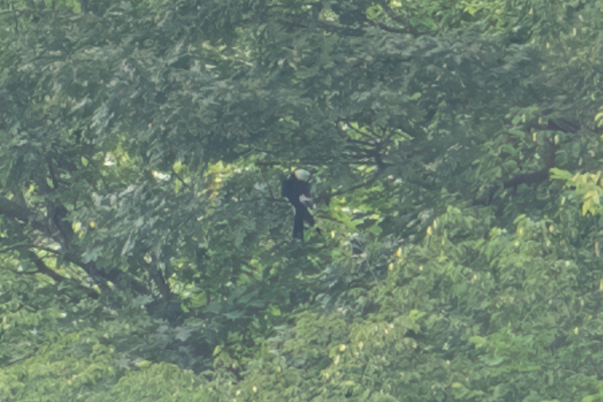Swallow-tailed Kite - ML638760785