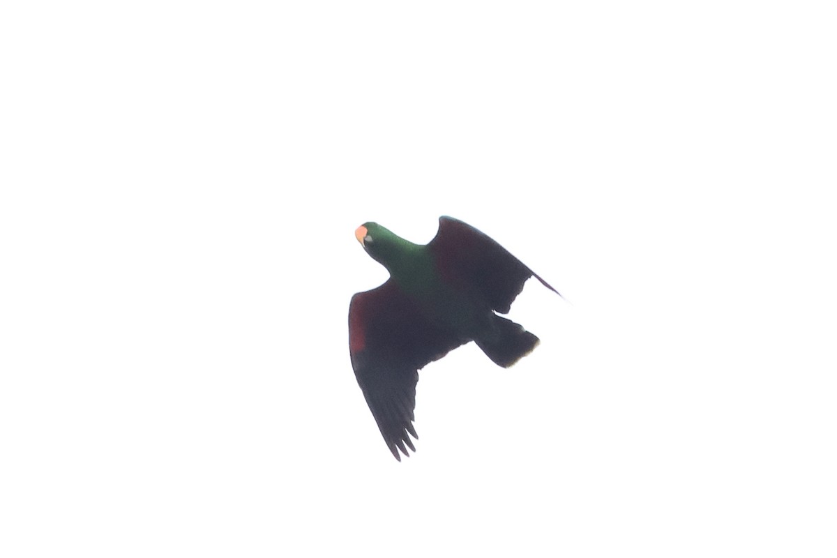 Papuan Eclectus - ML638760807