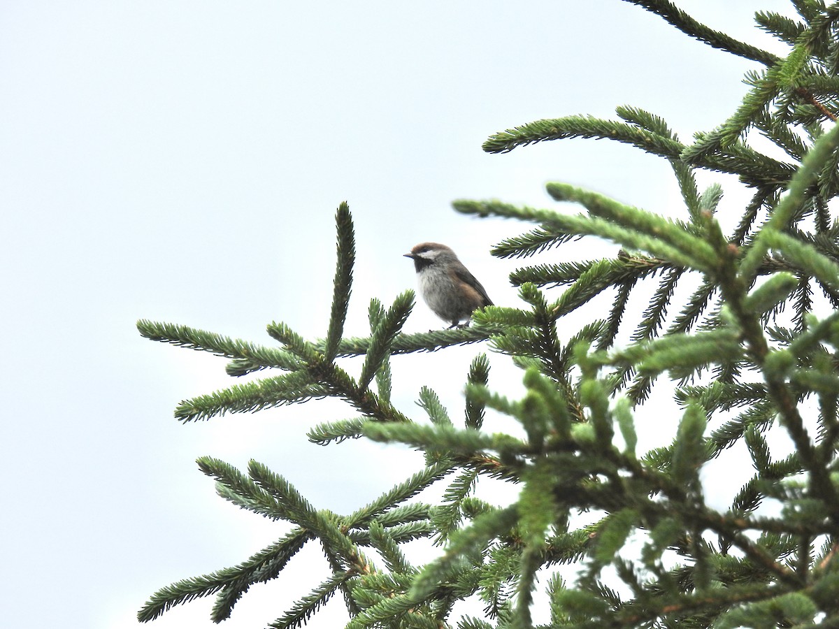 Boreal Chickadee - ML638760809