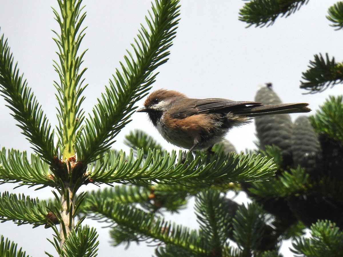 Boreal Chickadee - ML638760810
