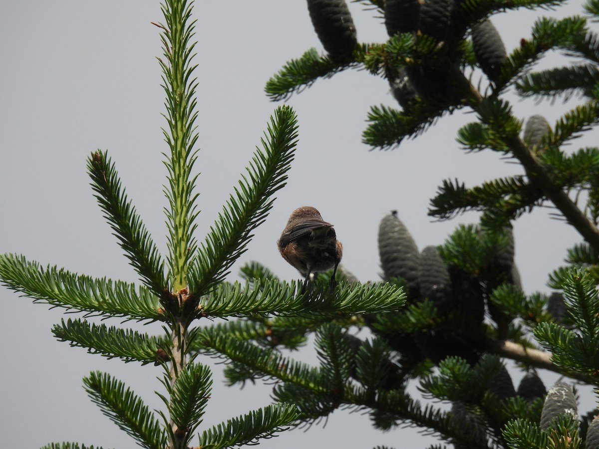Boreal Chickadee - ML638760811