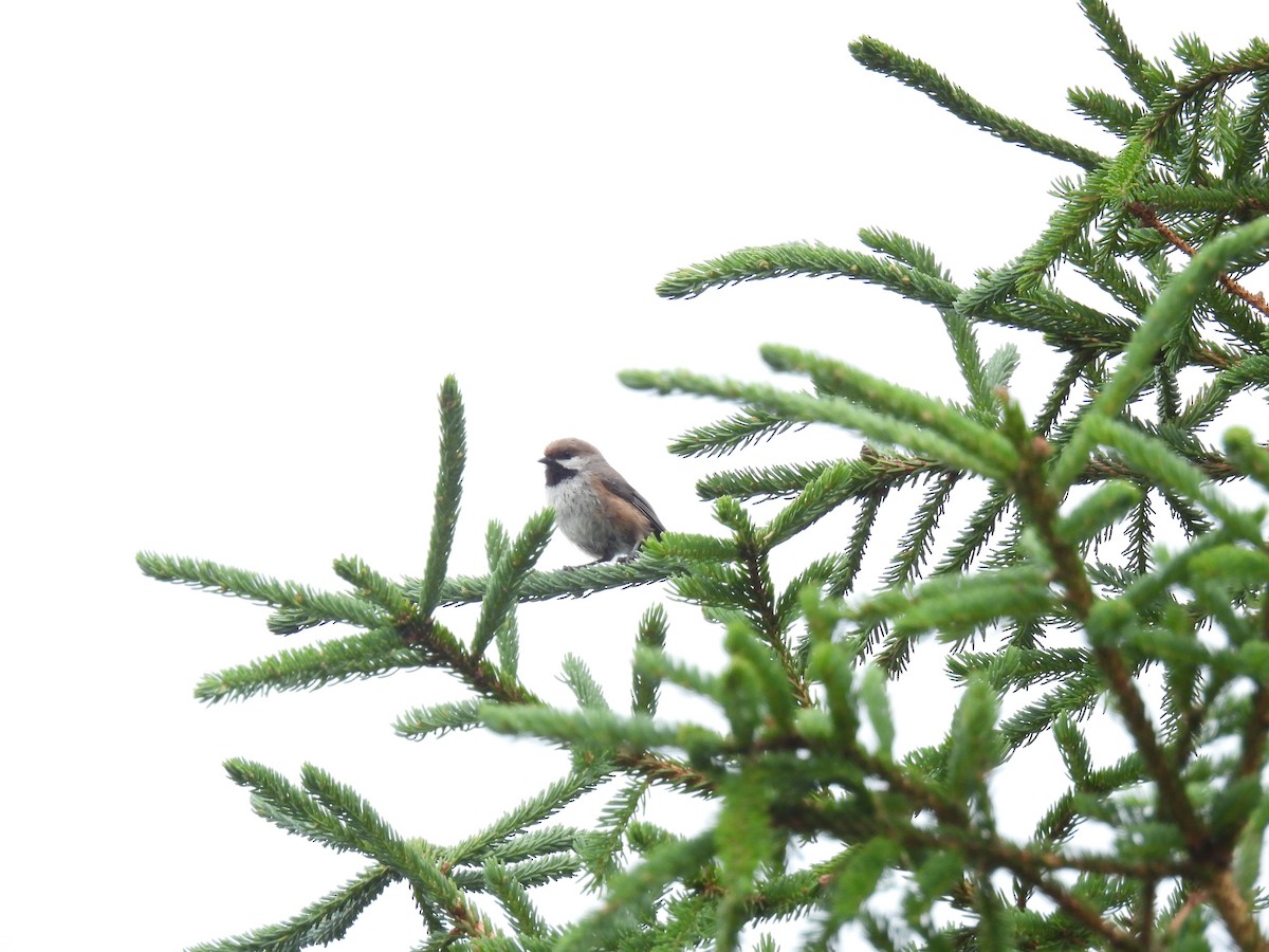 Boreal Chickadee - ML638760812