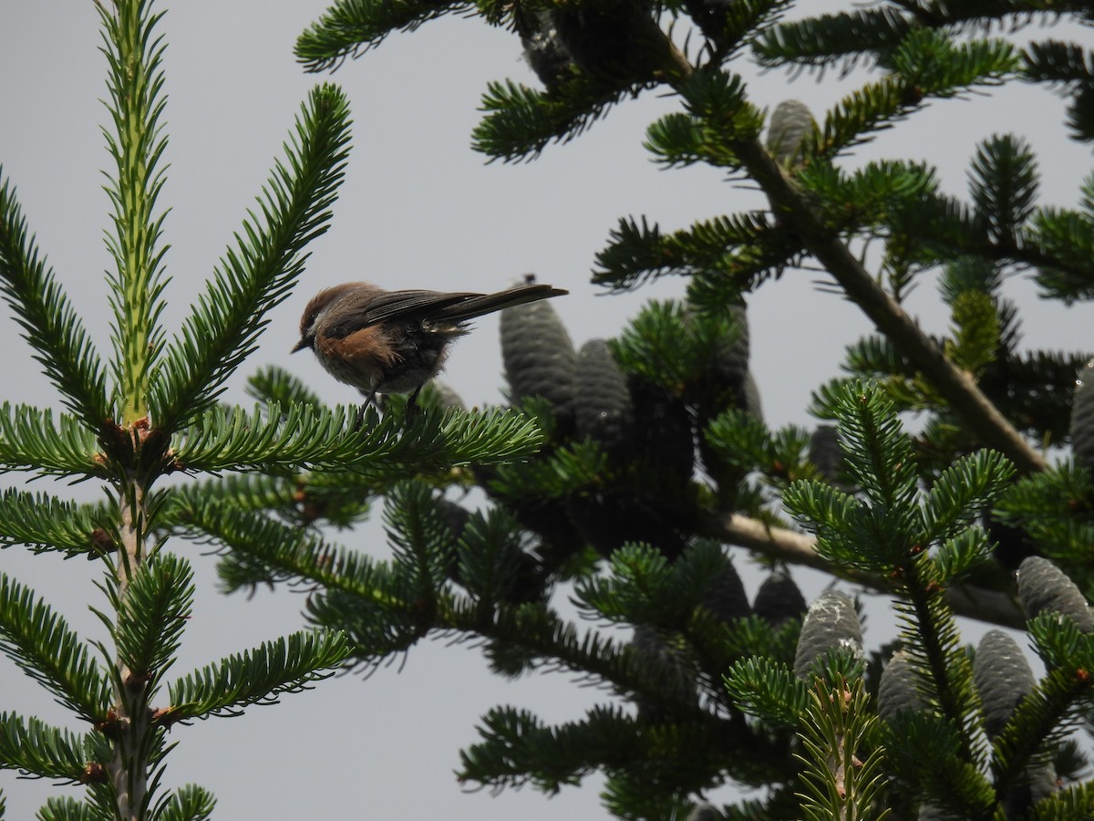 Boreal Chickadee - ML638760815