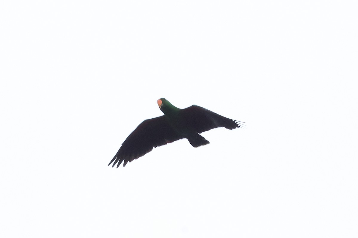 Papuan Eclectus - ML638760820