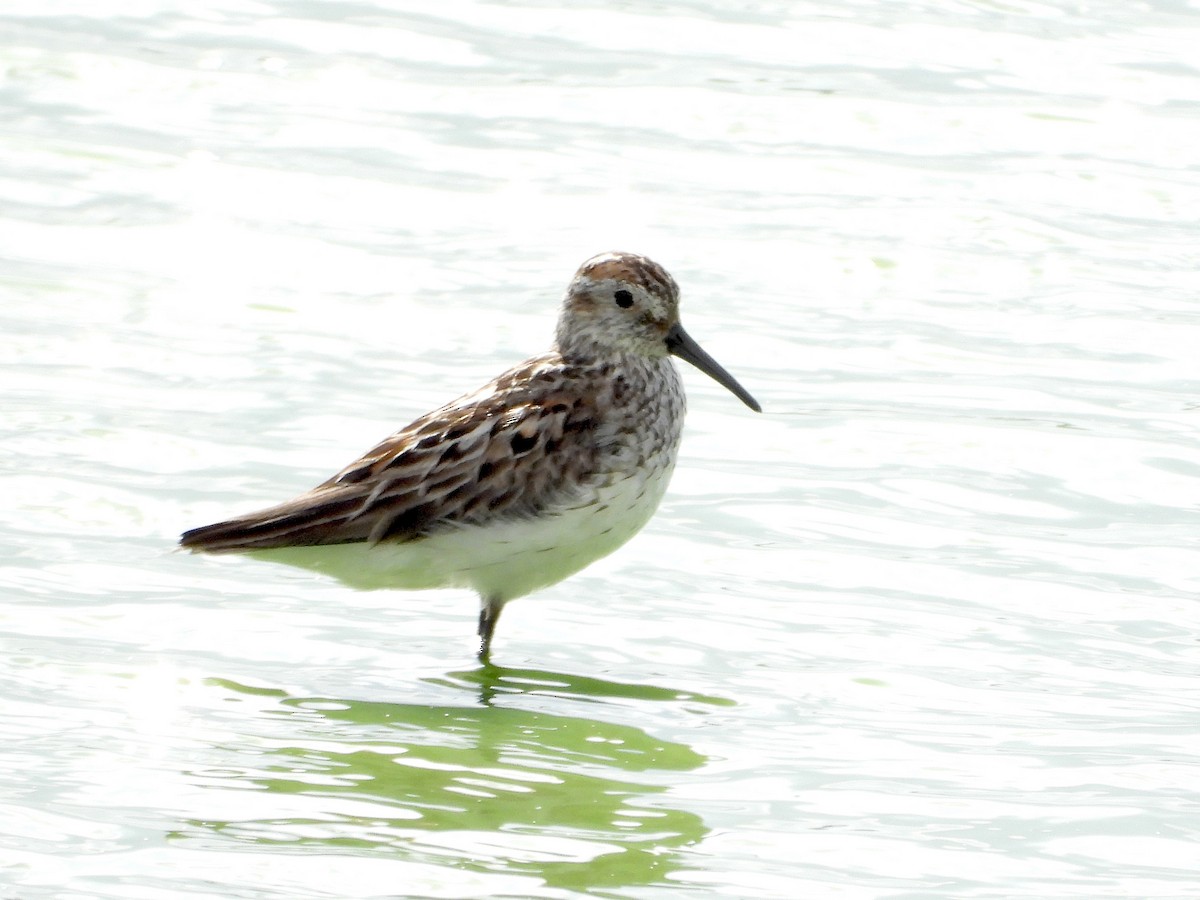 Western Sandpiper - ML638760821