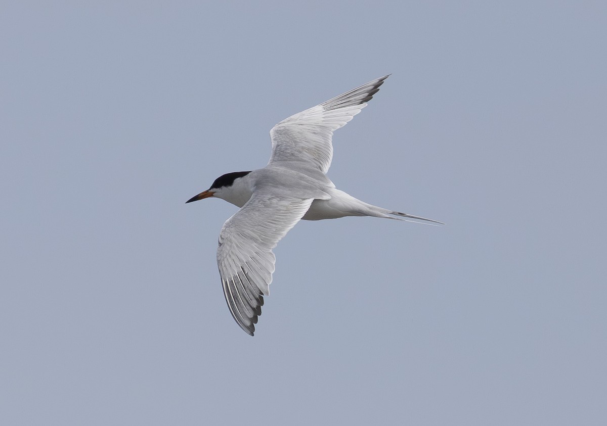 Forster's Tern - ML638760846