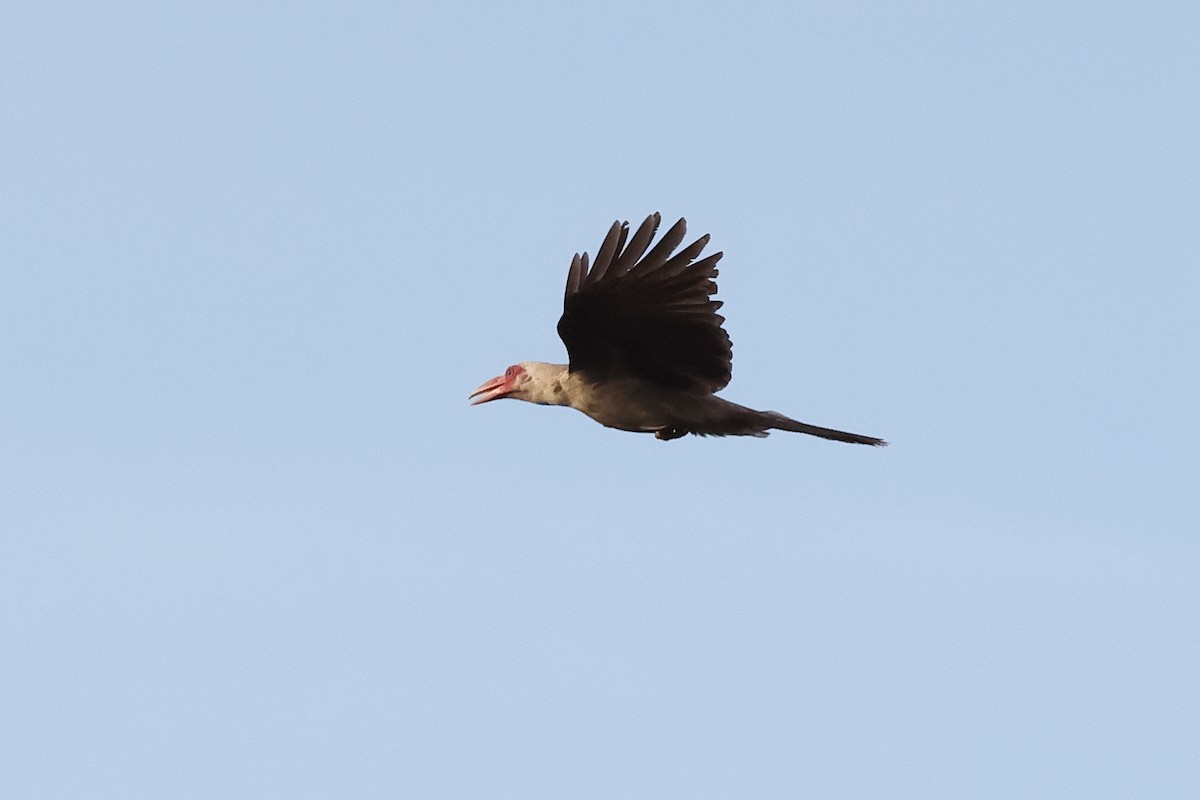Gray Crow - ML638760850