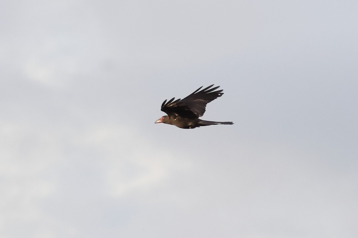 Gray Crow - ML638760851