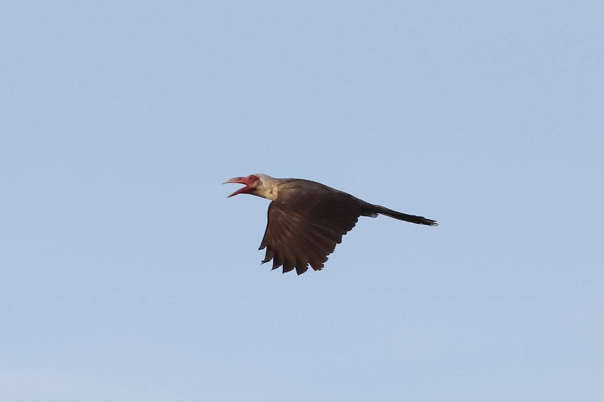 Gray Crow - ML638760852
