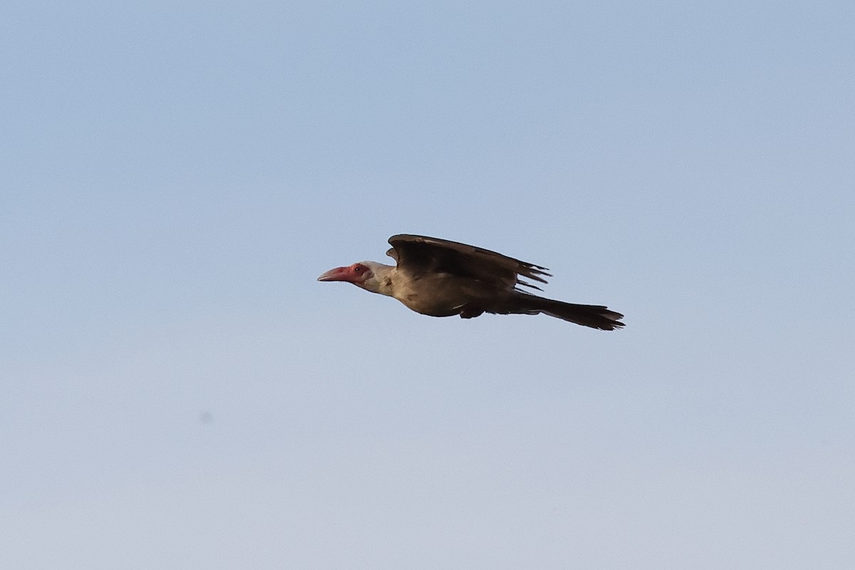 Gray Crow - ML638760853