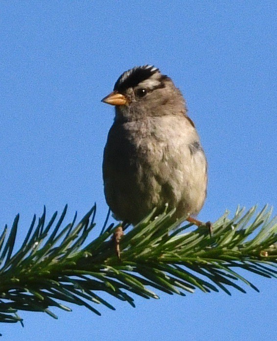 Dachsammer - ML638760854