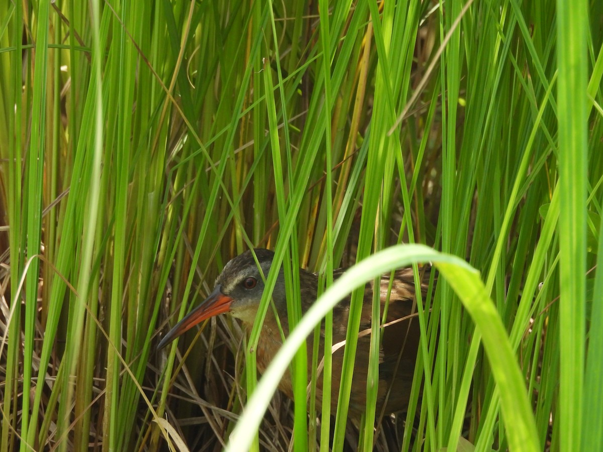 Virginia Rail - ML638760858