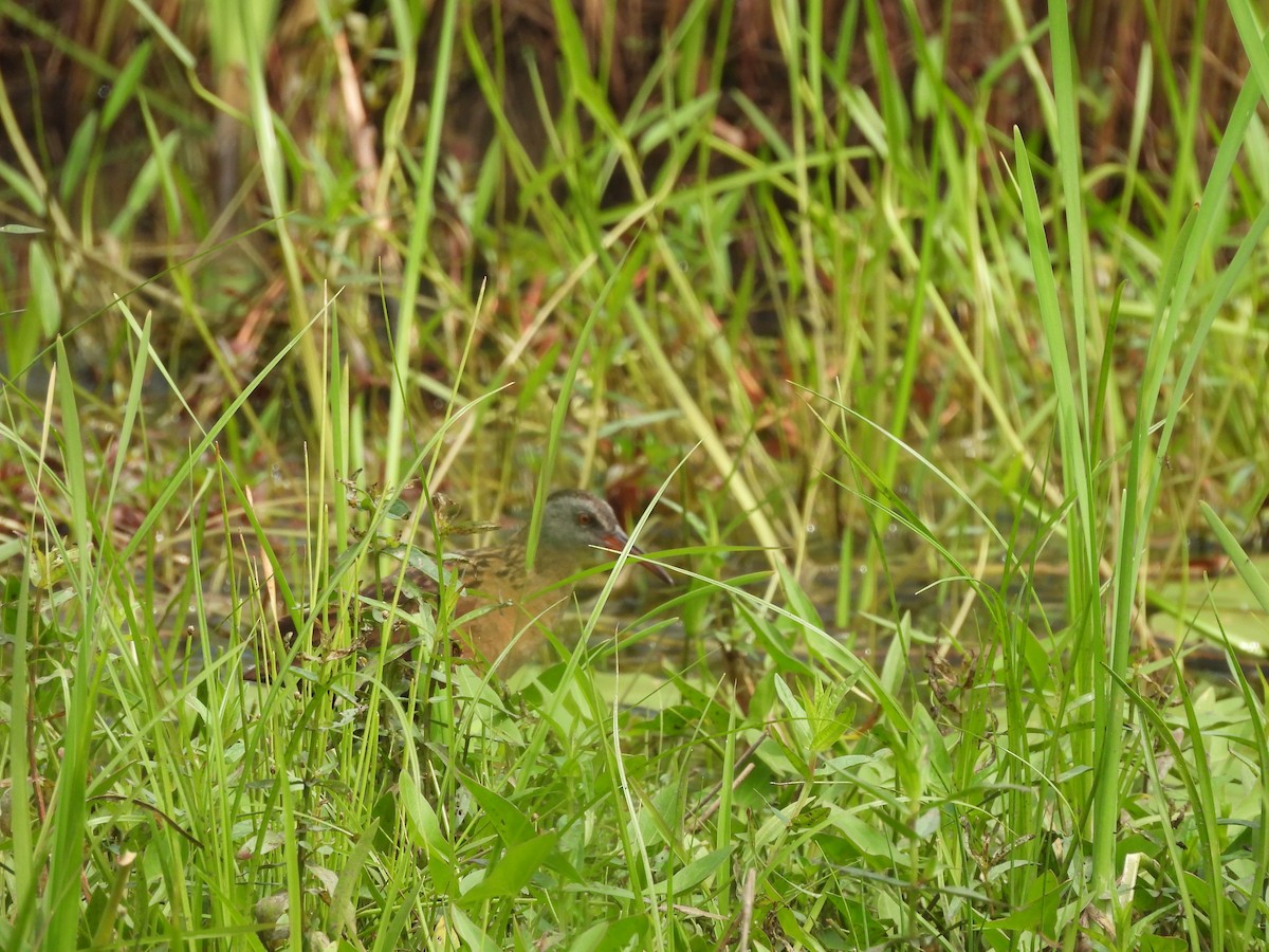 Virginia Rail - ML638760860