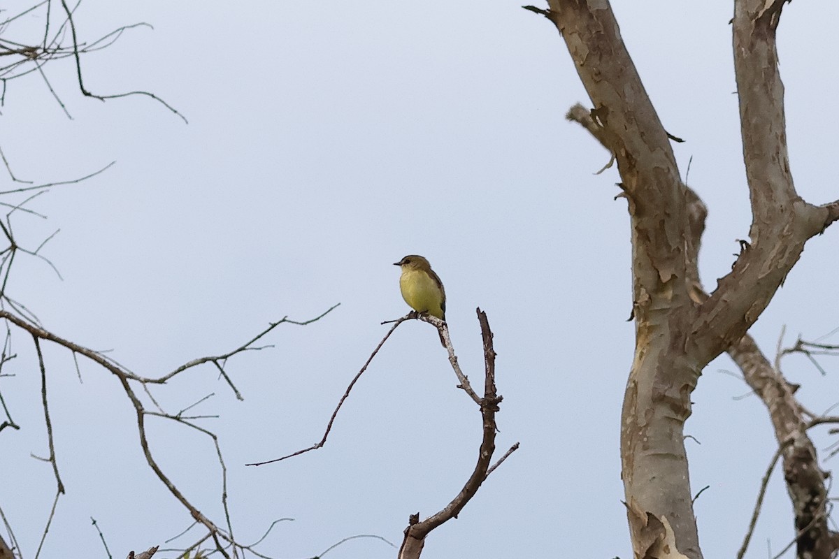 Lemon-bellied Flyrobin - ML638760862