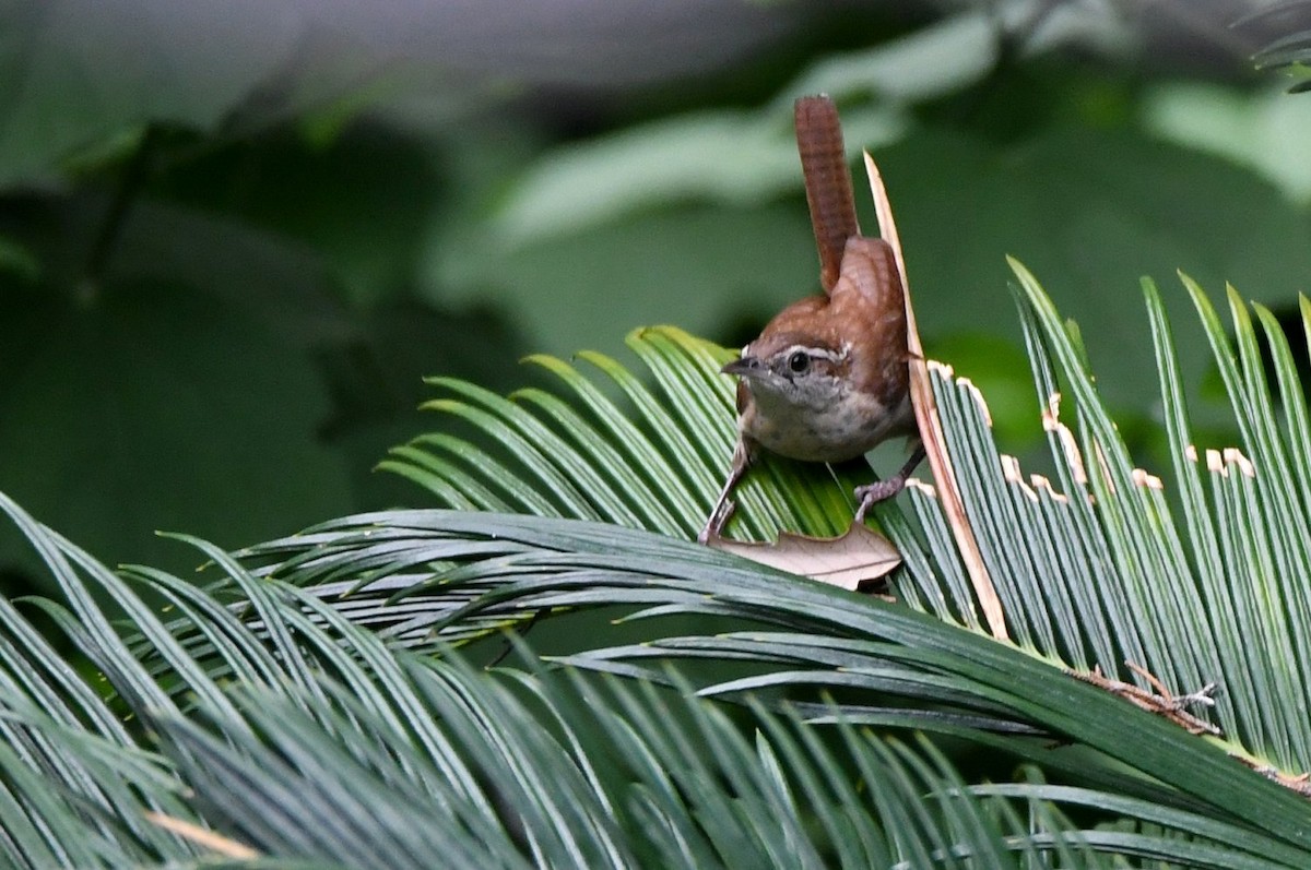 Carolina Wren - ML638760866