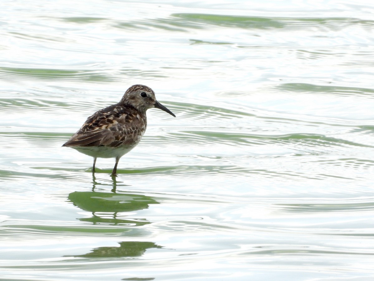 Least Sandpiper - ML638760891