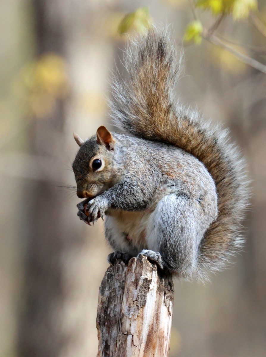 Animals - Jacek Mlynarek