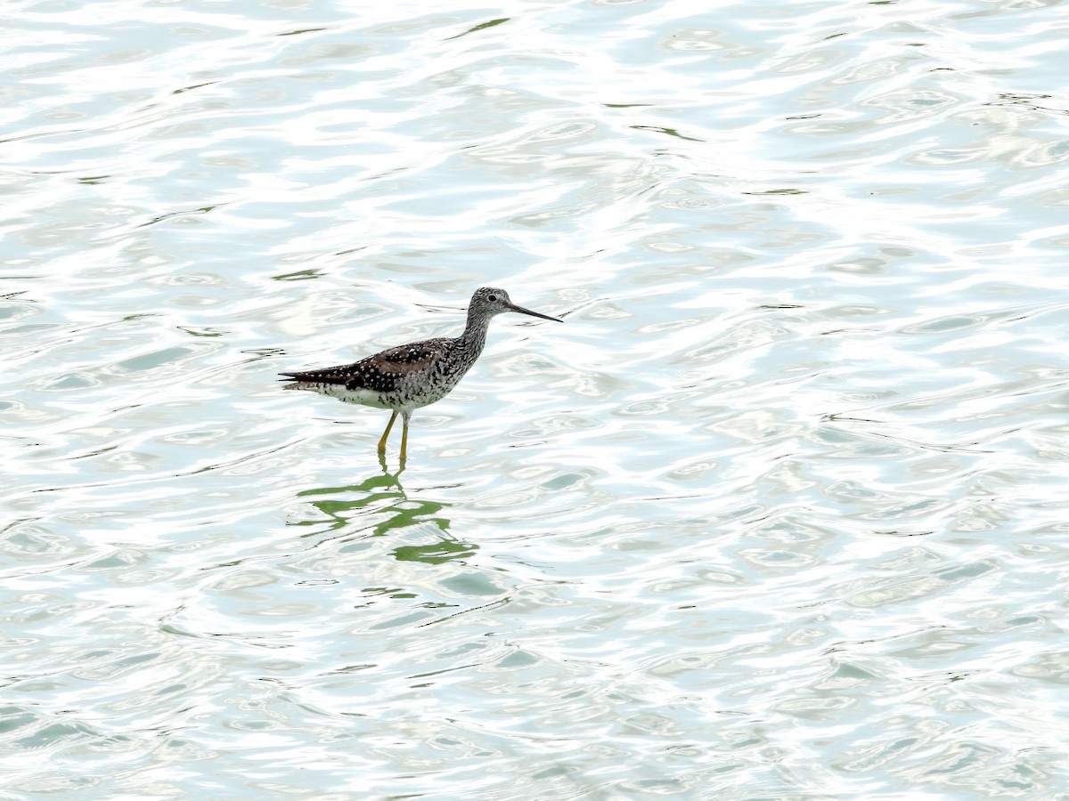 Greater Yellowlegs - ML638760900