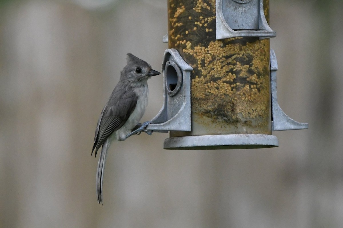 Tufted Titmouse - ML638760904