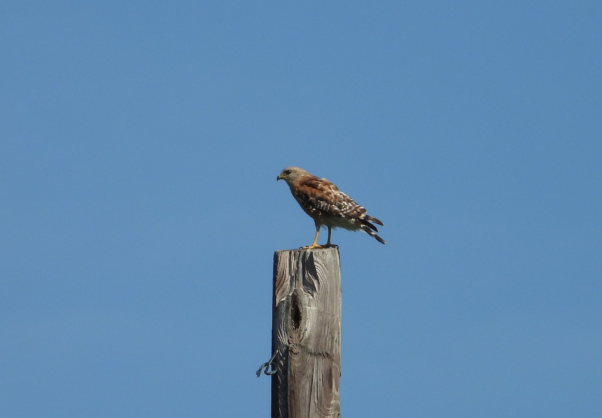 Red-shouldered Hawk - ML638760929