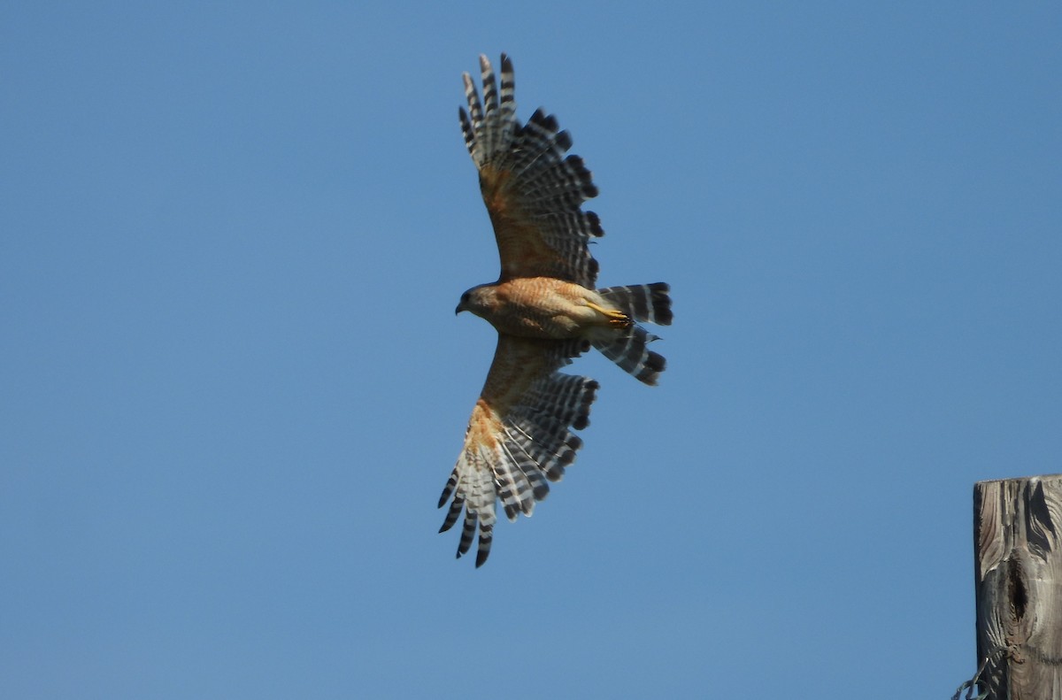 Red-shouldered Hawk - ML638760973