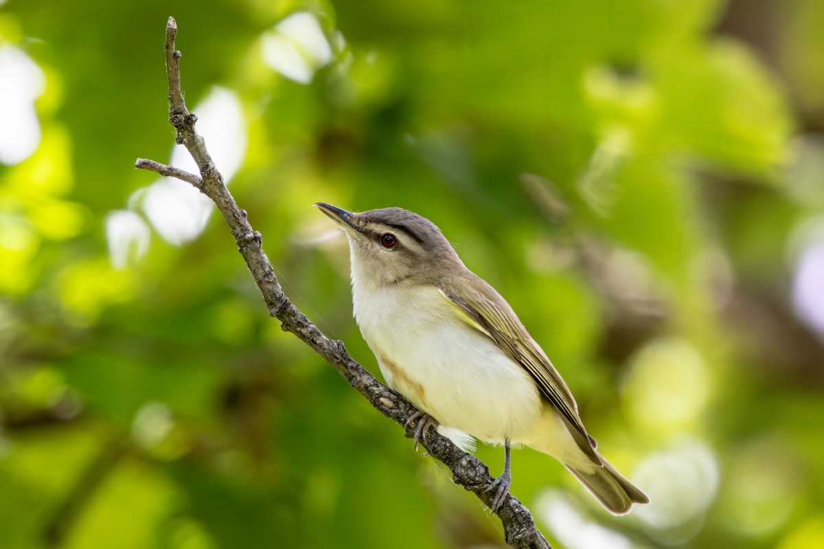 Red-eyed Vireo - ML638760975