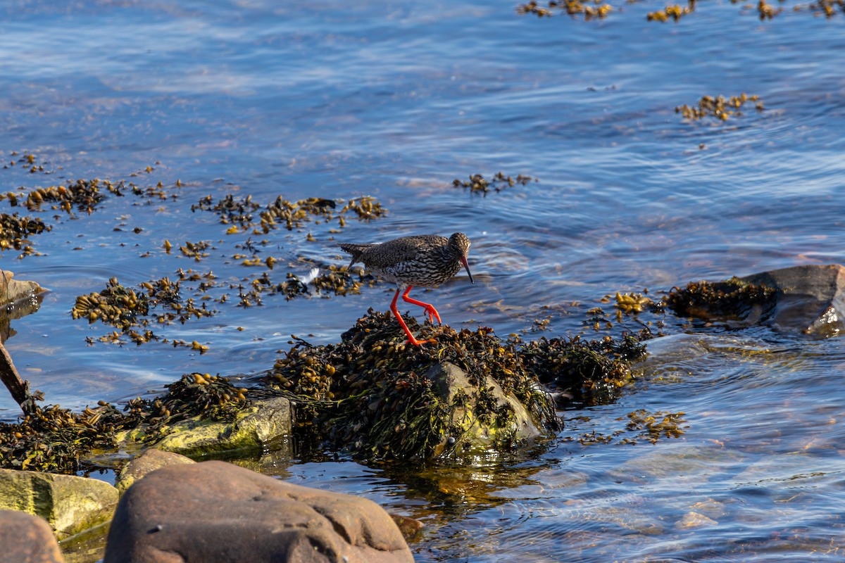 Common Redshank - ML638760982