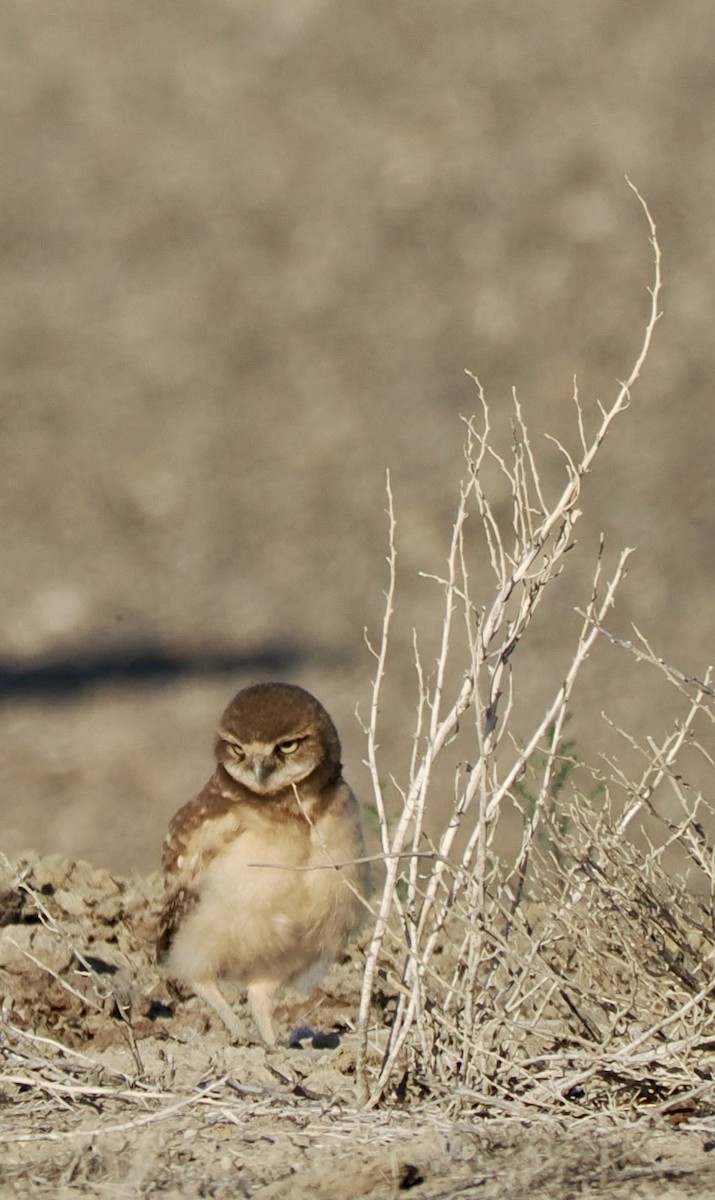 Burrowing Owl - ML638761006